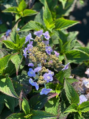Hydrangea Tiny Tuff Stuff