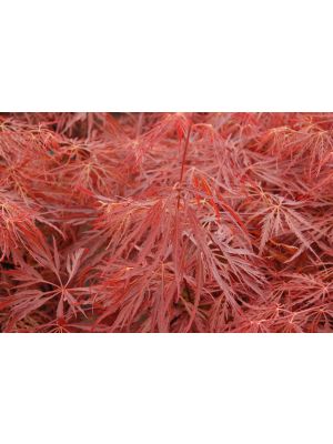 Japanese Maple Crimson Queen