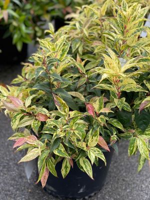 Leucothoe Girard's Rainbow