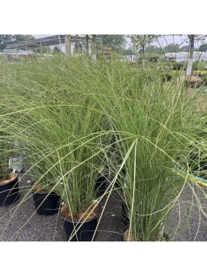 Maiden Grass Gracillimus