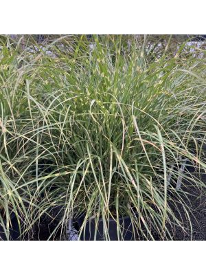 Maiden Grass Little Zebra