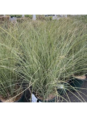 Maiden Grass Mornig Light