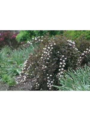 Ninebark Summer Wine