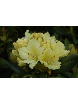 Rhododendron Capistrano