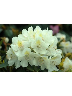 Rhododendron Chinoides
