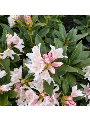 Rhododendron Cunningham's White