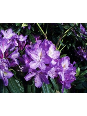 Rhododendron Lee's Dark Purple