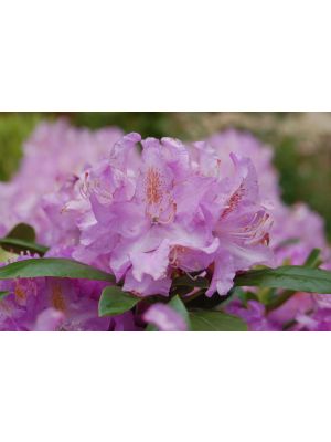 Rhododendron Minnetonka