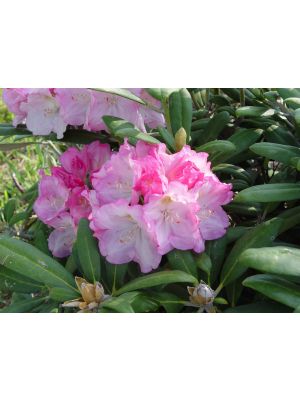Rhododendron Prince
