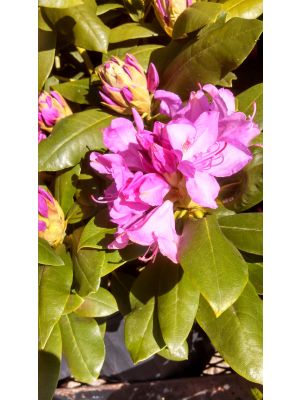 Rhododendron Roseum Elegans