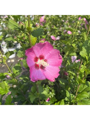 Rose of Sharon Aphrodite