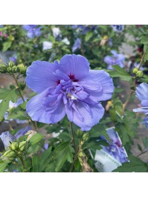 Rose of Sharon Blue Chiffon