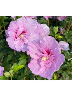 Rose of Sharon Lavender Chiffon