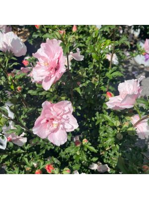 Rose of Sharon Pink Chiffon