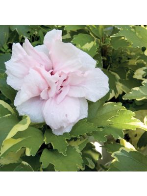 Rose of Sharon Sugar Tip