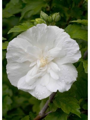 Rose of Sharon White Chiffon