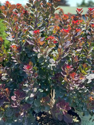 Smoke Bush Royal Purple