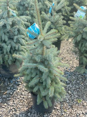 Spruce Baby Blue is Cool