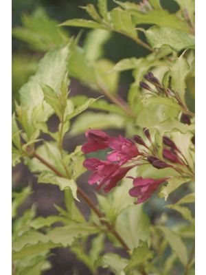 Weigela Ghost