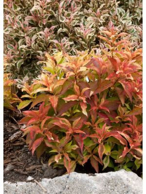 Weigela My Monet Sunset