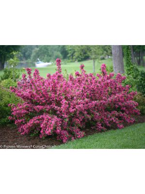 Weigela Sonic Bloom Pink