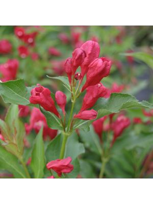 Weigela Sonic Bloom Red