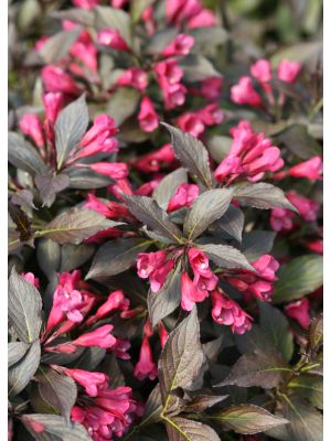 Weigela Spilled Wine