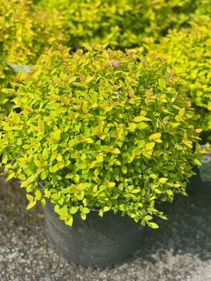 Spirea Goldmound