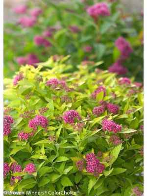 Spirea Double Play Gold