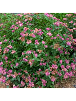 Spirea Double Play Artisan