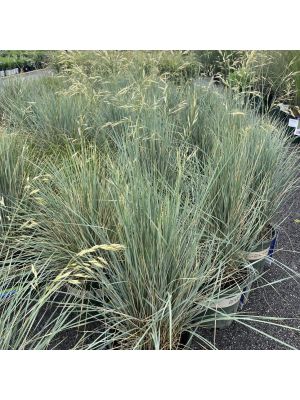 Blue Oat Grass
