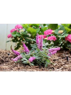 Butterfly Bush Lo & Behold Pink Micro Chip