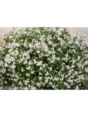 Deutzia Yuki Snowflake
