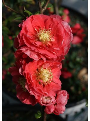 Quince Double Take Pink Storm