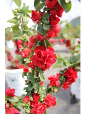 Quince Double Take Scarlet Storm