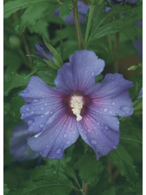 Rose of Sharon Azurri Satin
