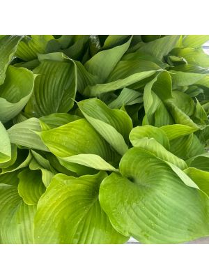 Hosta Sum & Substance