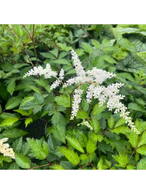 Astilbe Bridal Veil