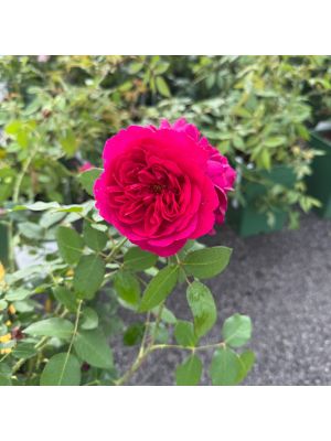 Rose David Austin Darcey Bussell