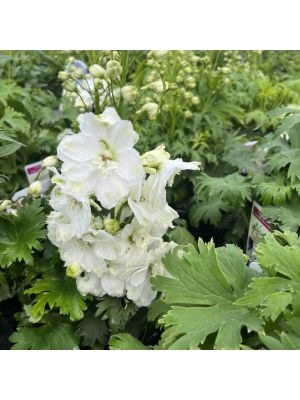 Delphinium Guardian White
