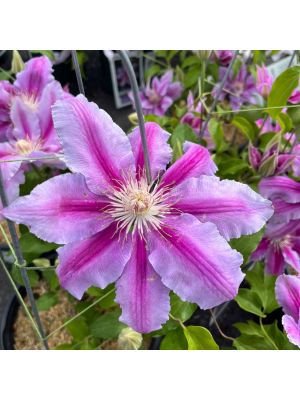 Clematis Dr. Ruppel