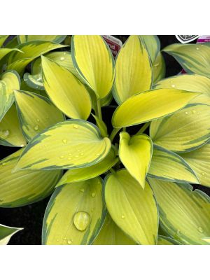 Hosta June