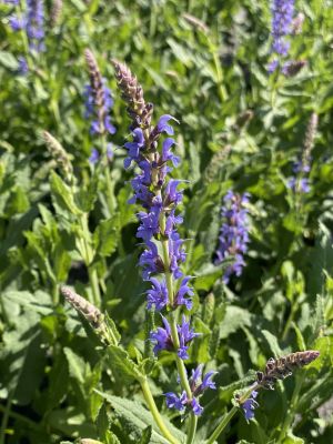 Salvia Blue Hill