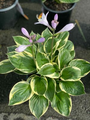 Hosta Patriot