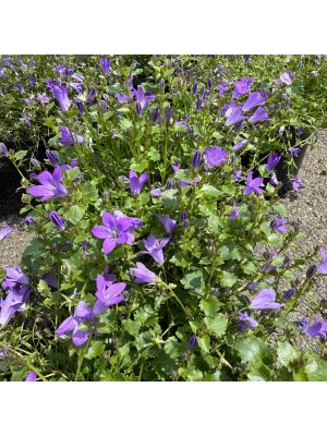 Bellflower Birch Hybrid