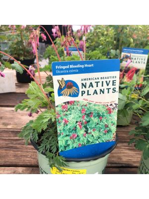 Bleeding Heart Wild 1 Gallon