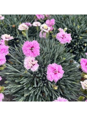 Dianthus Star Double Pop Star