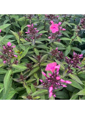 Phlox Coral Creme Drop