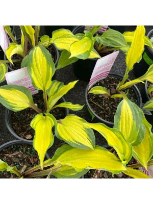 Hosta Island Breeze