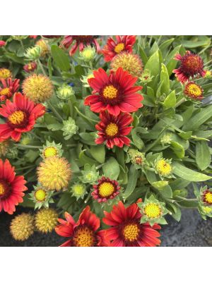 Blanket Flower Arizona Red